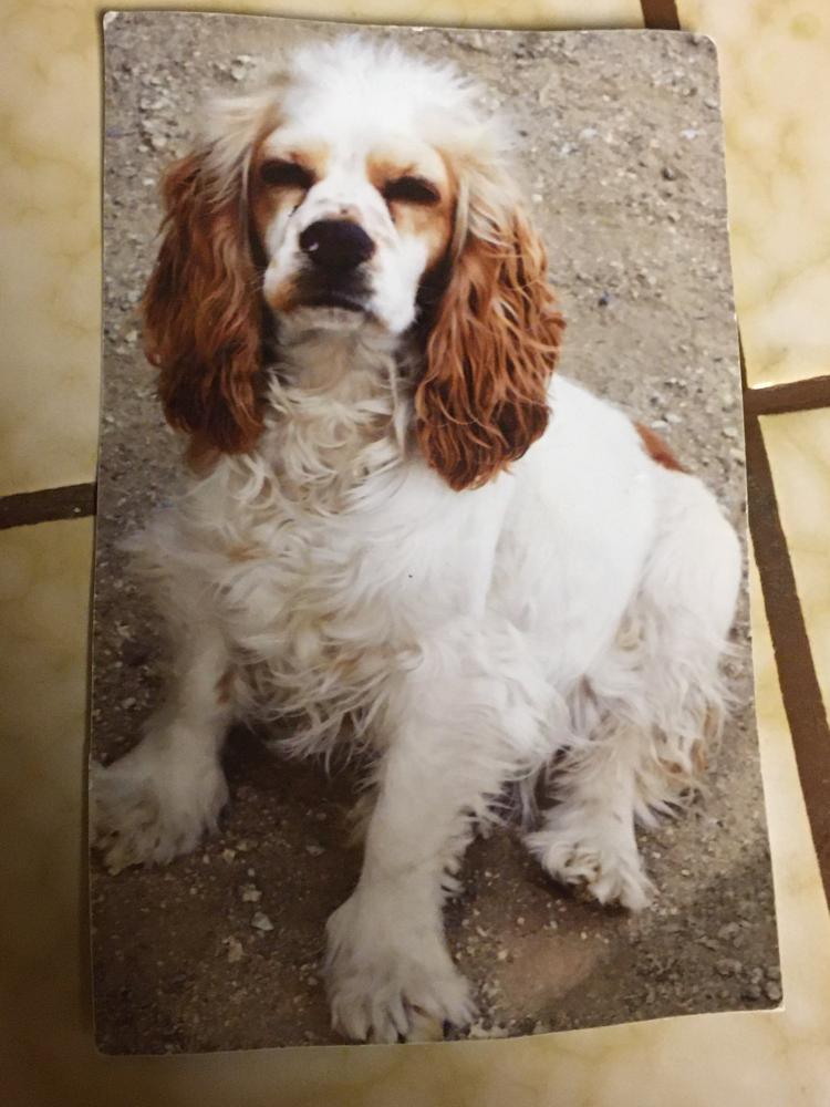 Image of Sisi, Lost Dog