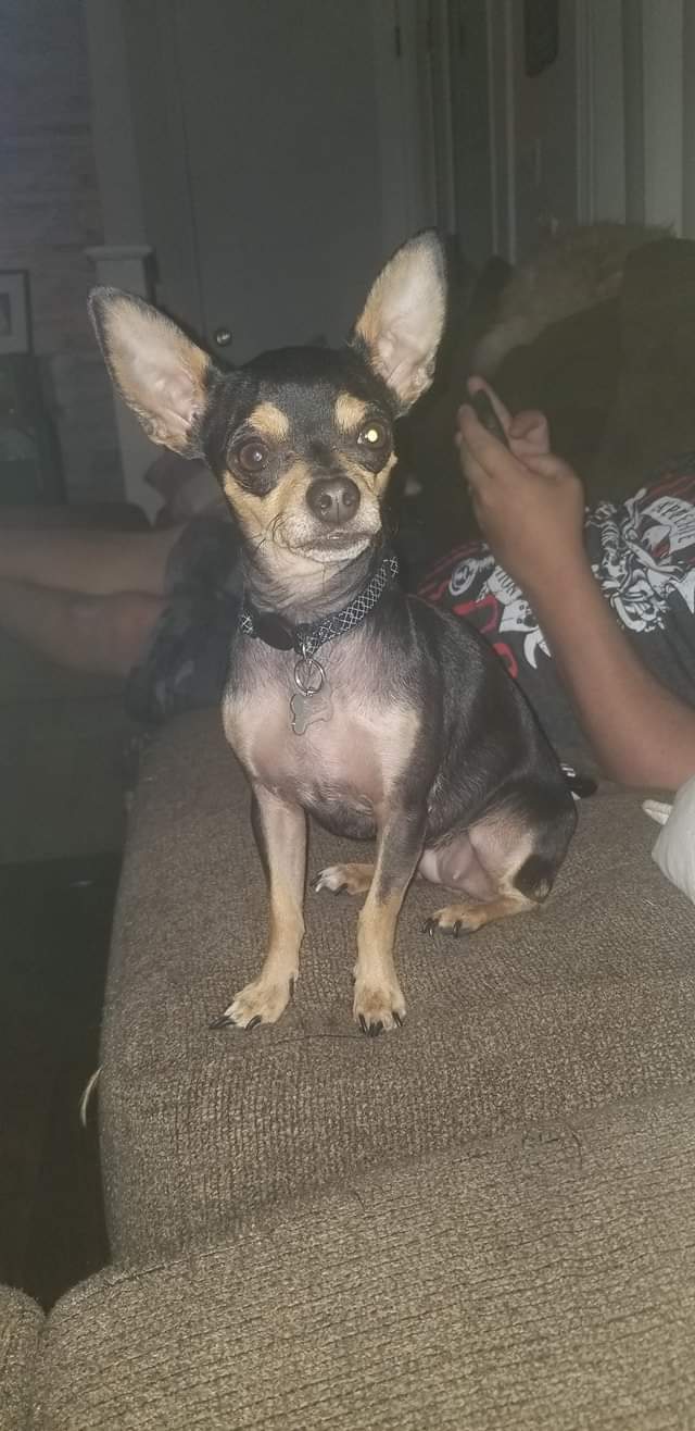 Image of Jewels, Lost Dog