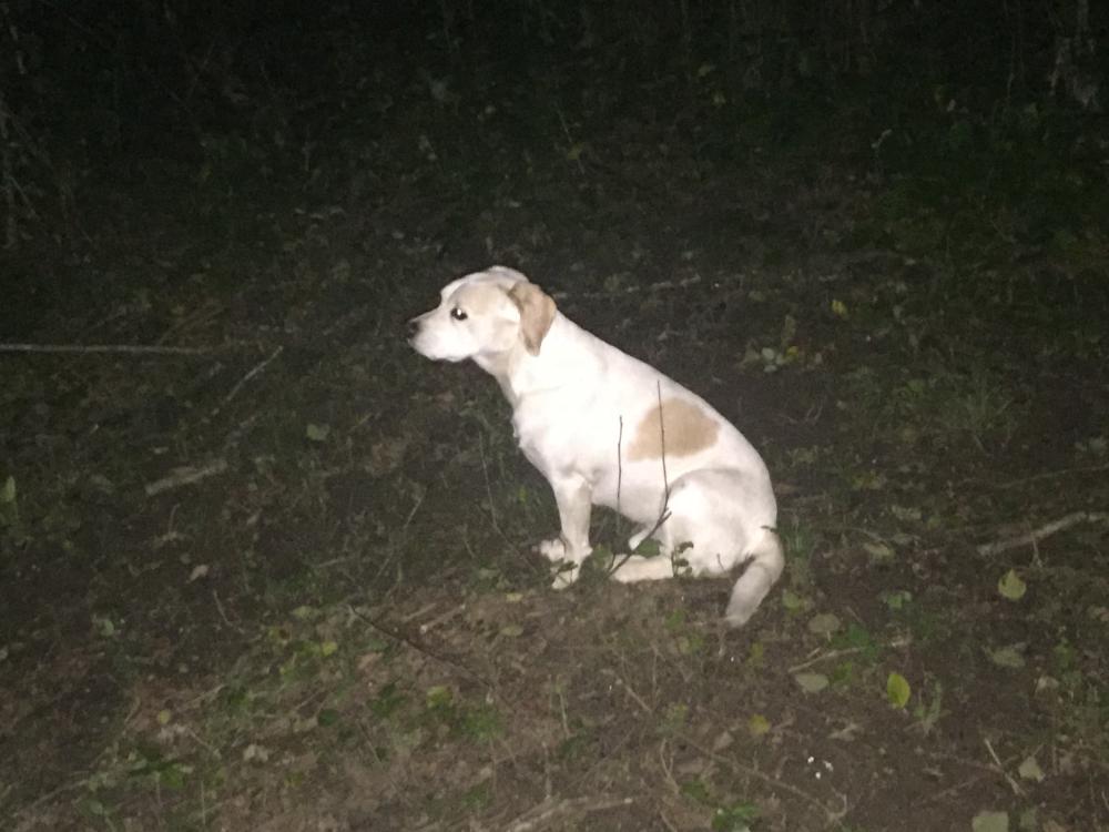 Image of Whitey, Lost Dog