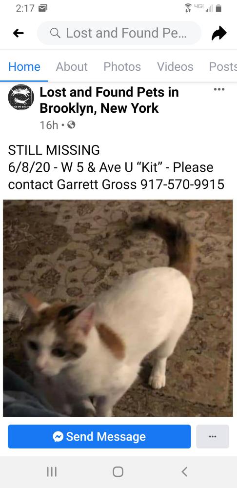 Image of Kat, Lost Cat