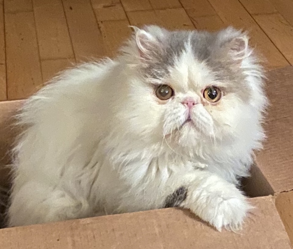 Image of Silver Yeti, Lost Cat