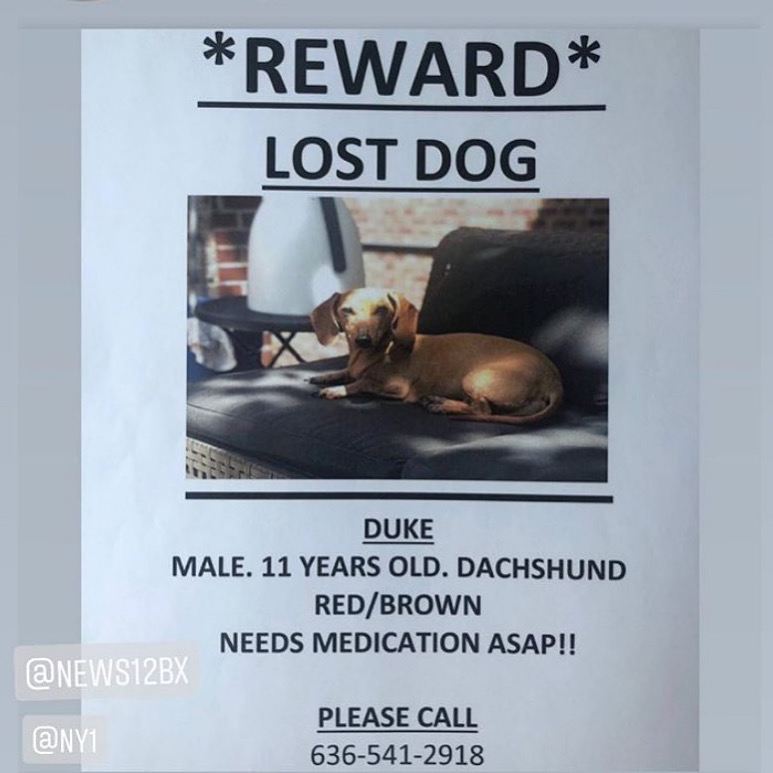 Image of DUKE, Lost Dog
