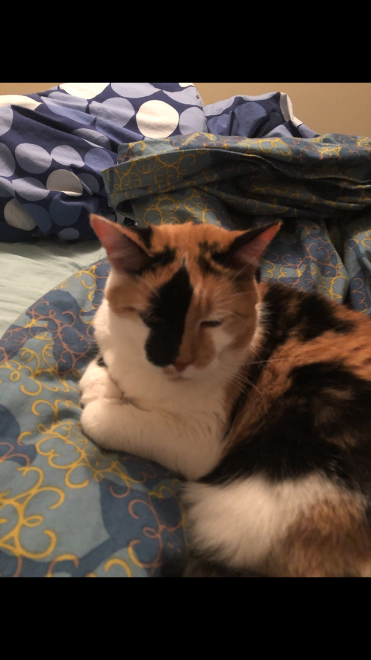 Image of Jasmine, Lost Cat