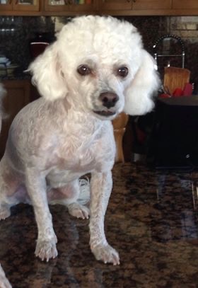 Image of Mitzie, Lost Dog