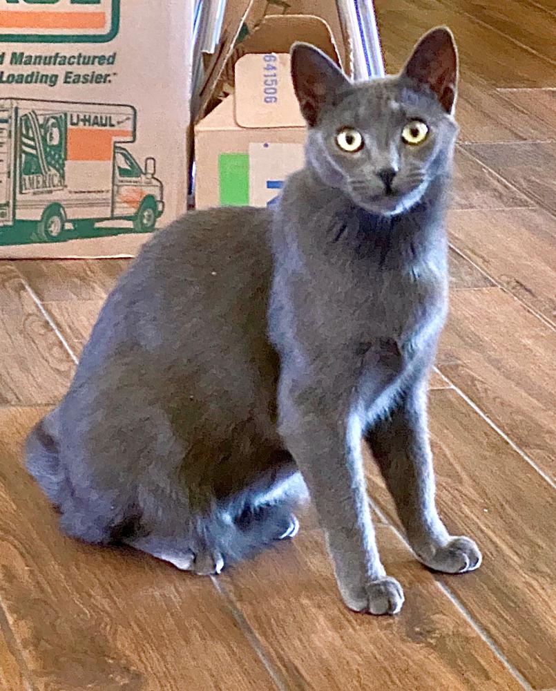 Image of Gray Gray, Lost Cat