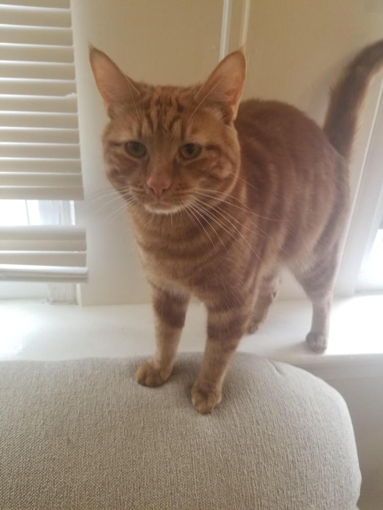 Image of Pumpkin, Lost Cat