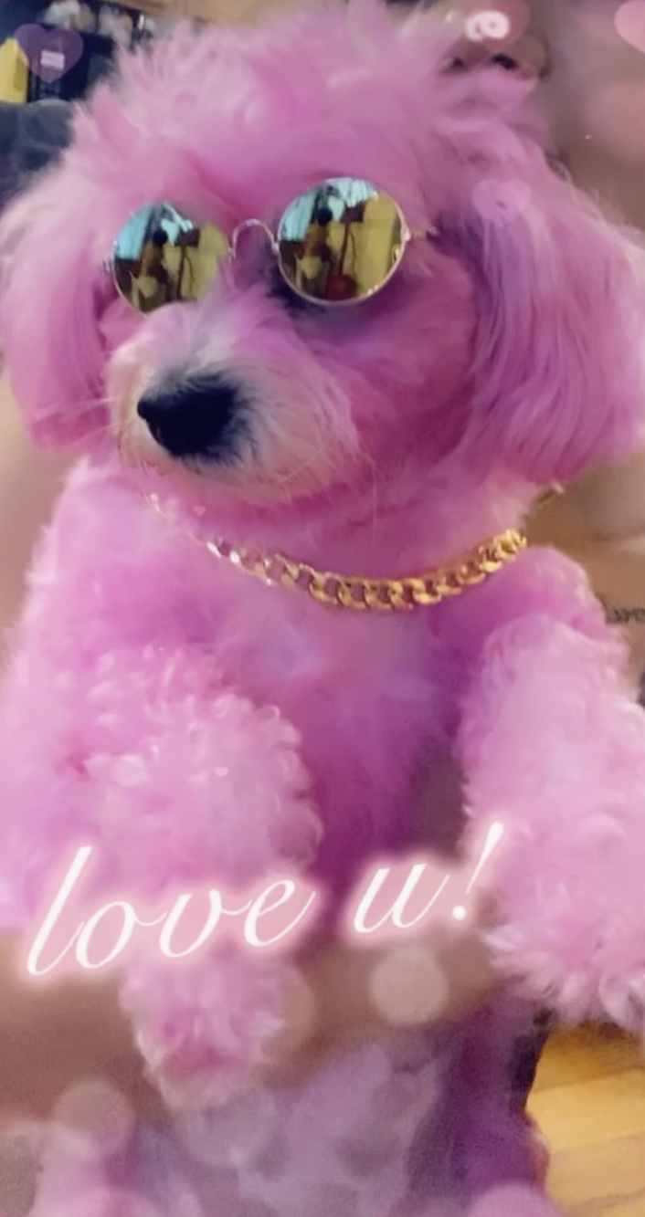 Image of lil boat, Lost Dog