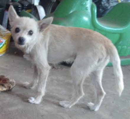 Image of LowLow, Lost Dog