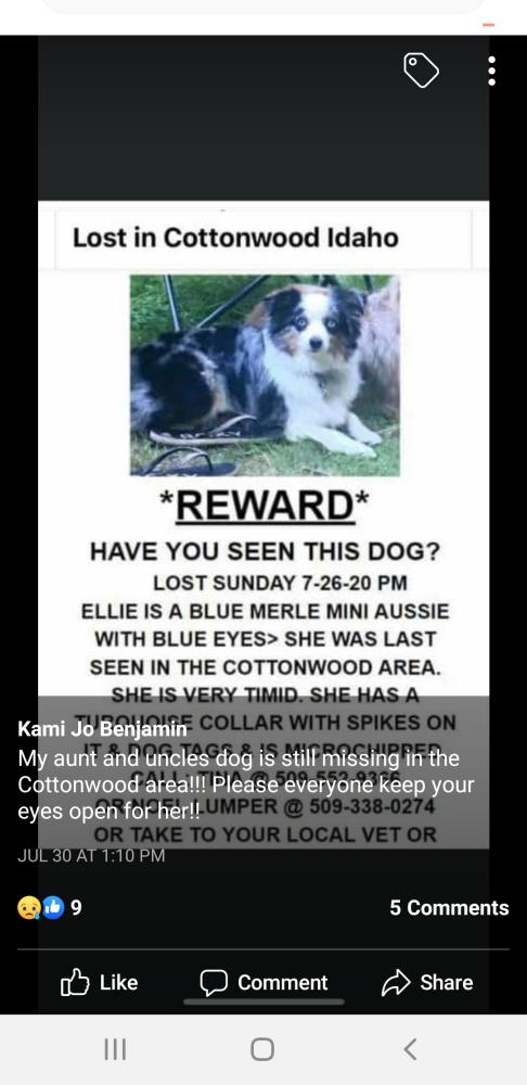 Image of Ellie, Lost Dog