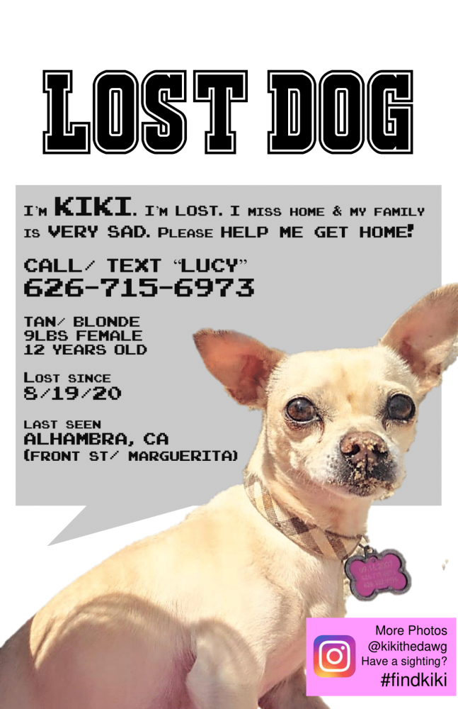 Image of Kiki Chihuahua, Lost Dog