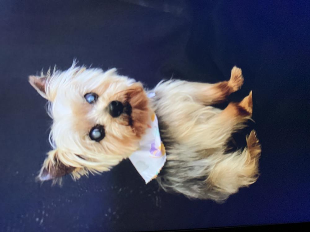 Image of LucyLou, Lost Dog