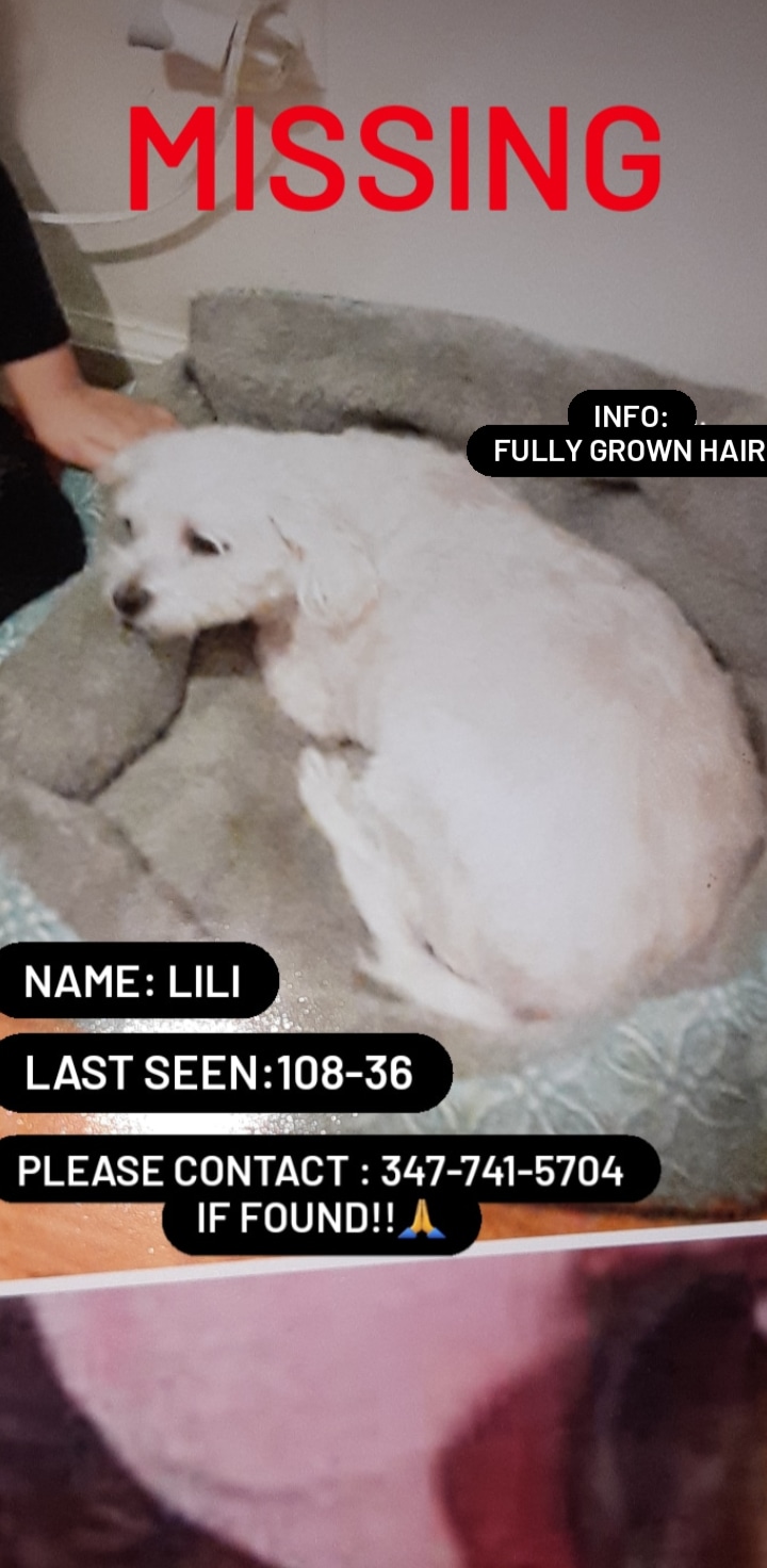 Image of Lili, Lost Dog