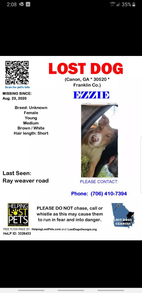 Image of Ezzie, Lost Dog