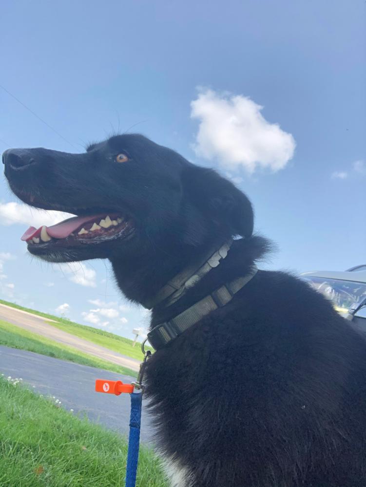 Image of Unkown Male Lab Mix, Found Dog