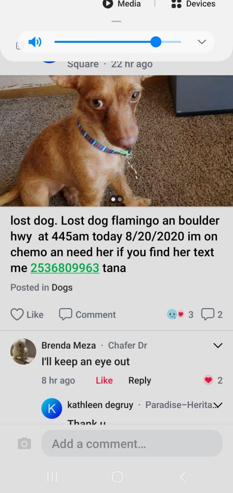 Image of Baby angel, Lost Dog