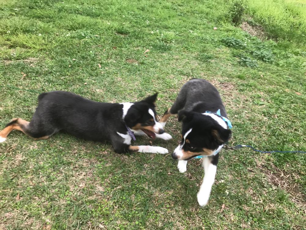 Image of Dixie and Rebel (2), Lost Dog