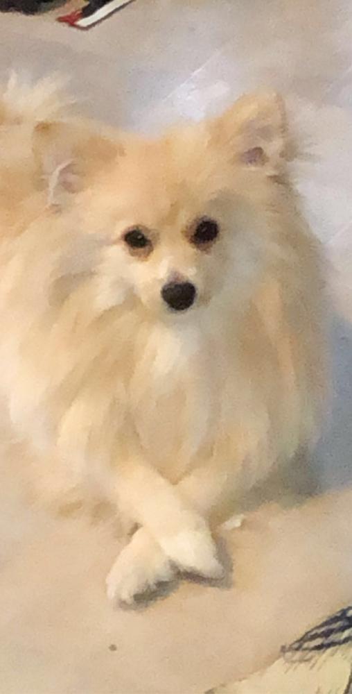 Image of Poncho, Lost Dog