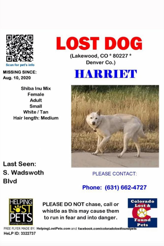 Image of Harriet, Lost Dog