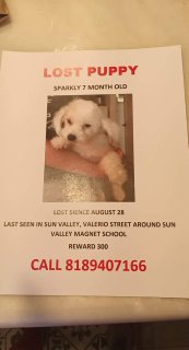 Image of Sparkly, Lost Dog