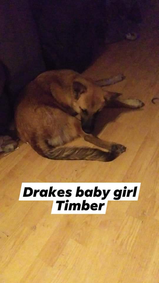 Image of Timber, Lost Dog