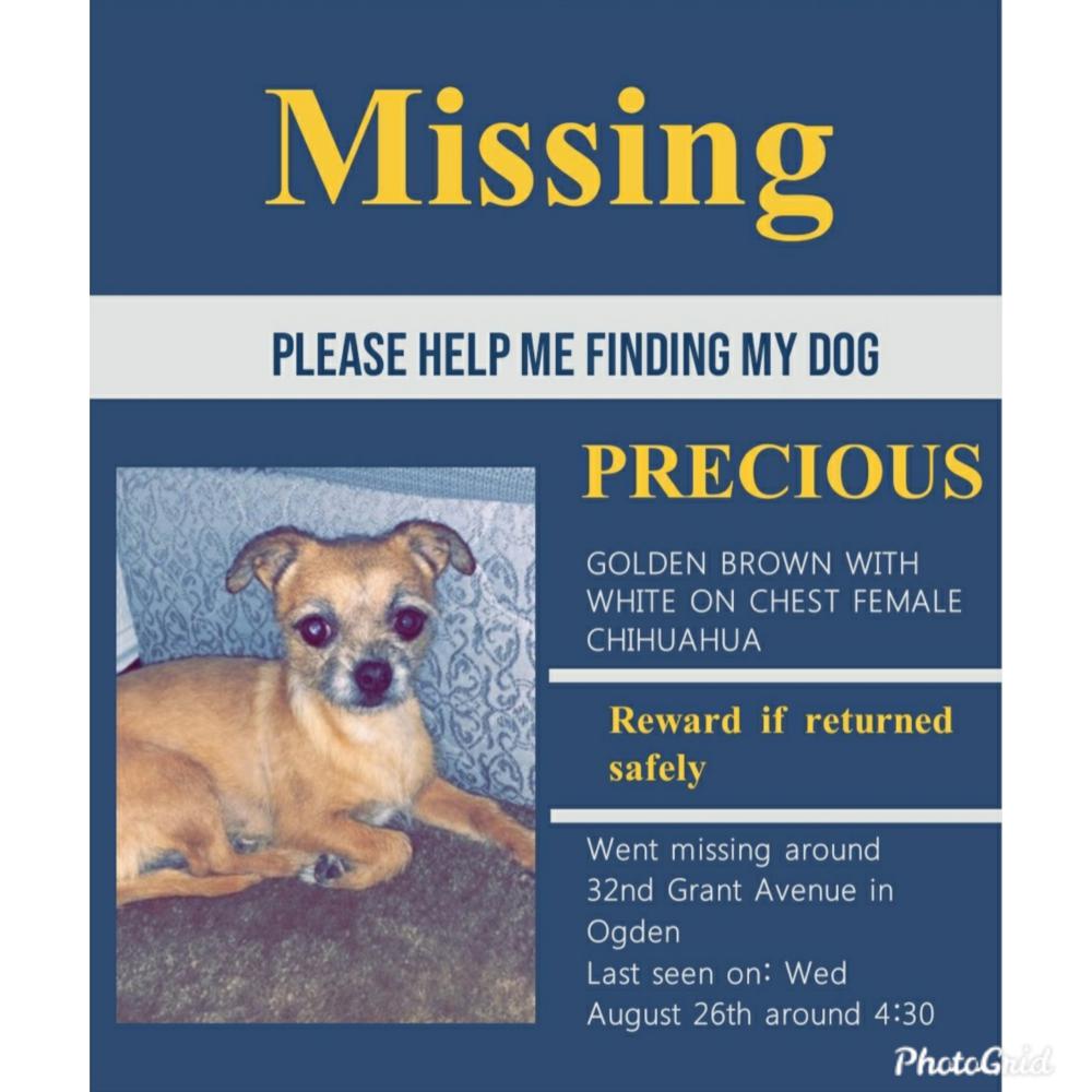 Image of PRECIOUS, Lost Dog