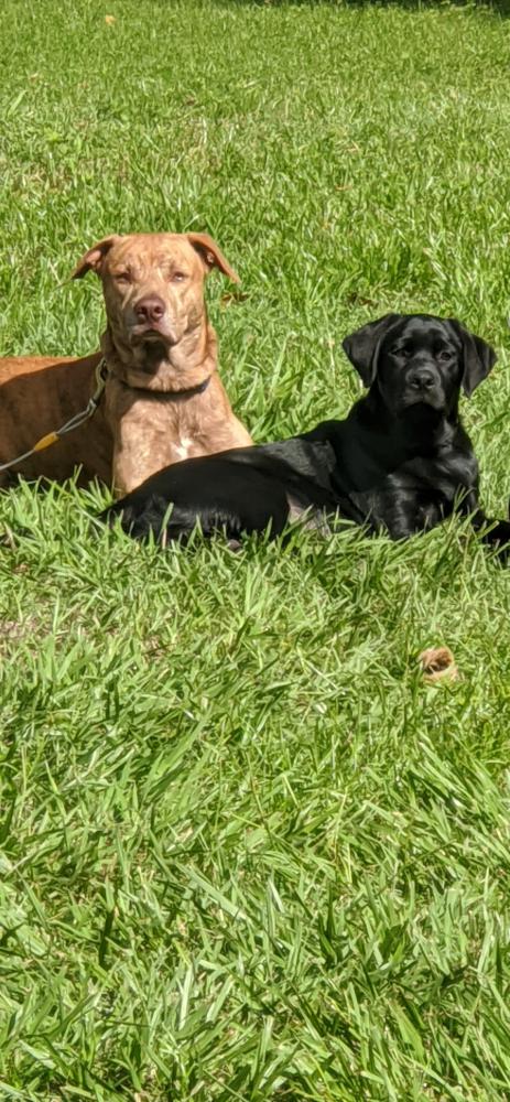 Image of Black and tan dog, Found Dog