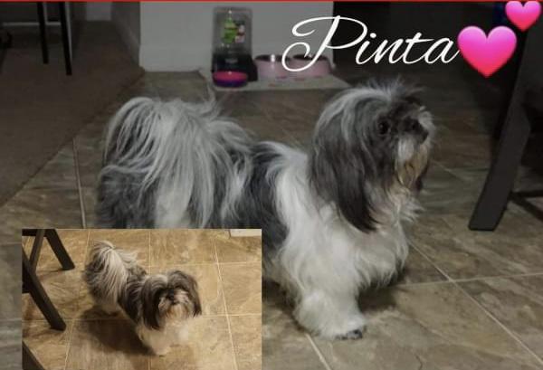 Image of Pinta, Lost Dog