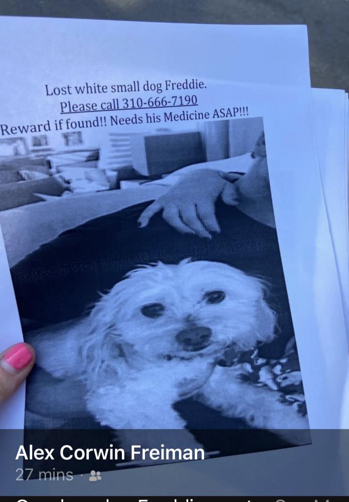 Image of Freddie, Lost Dog
