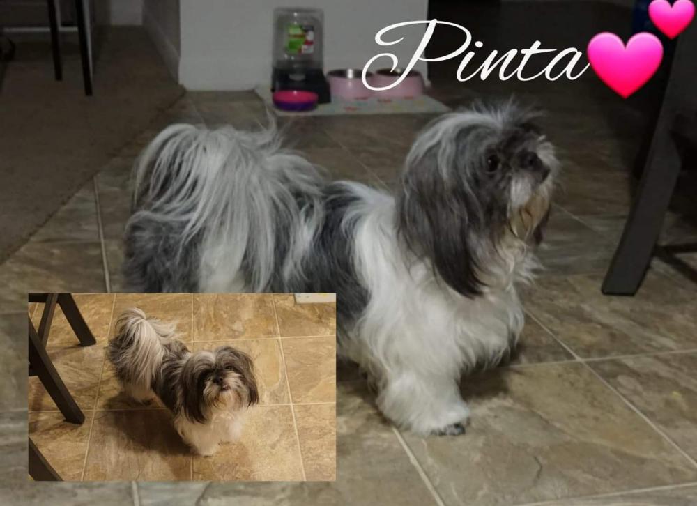 Image of Pinta, Lost Dog