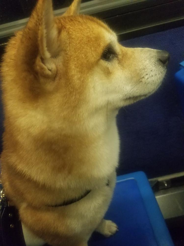 Image of Kenzo, Lost Dog