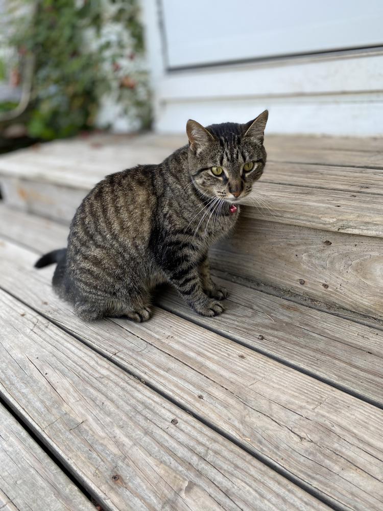 Image of Philly, Lost Cat