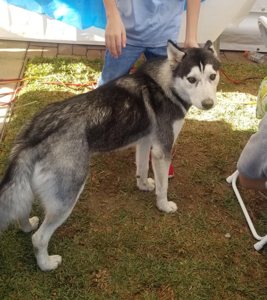 Lost Dog Alaskan Husky In LONG BEACH, CA - Lost My Doggie