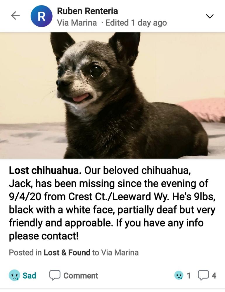 Image of Chihuahua Jack, Lost Dog