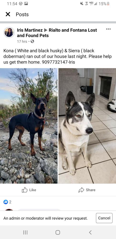 Image of Kona and sierra, Lost Dog