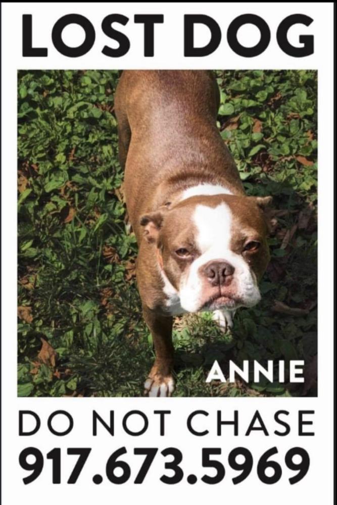 Image of annie, Lost Dog