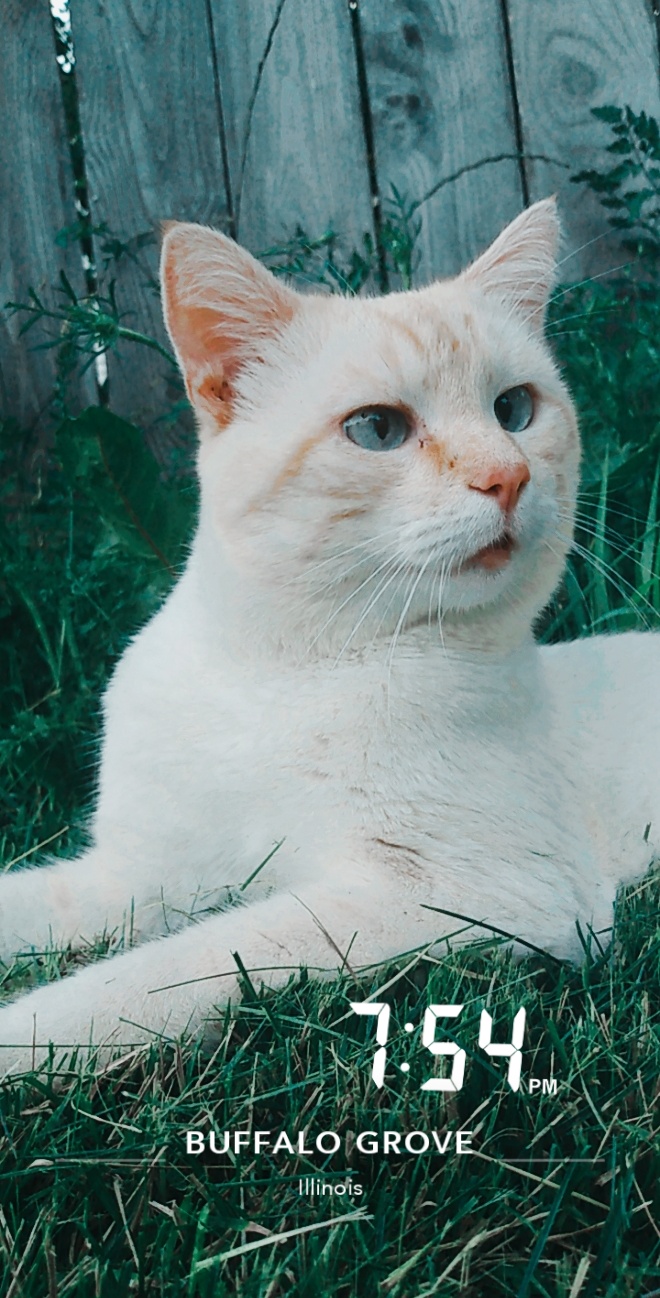 Image of Pamuk, Lost Cat