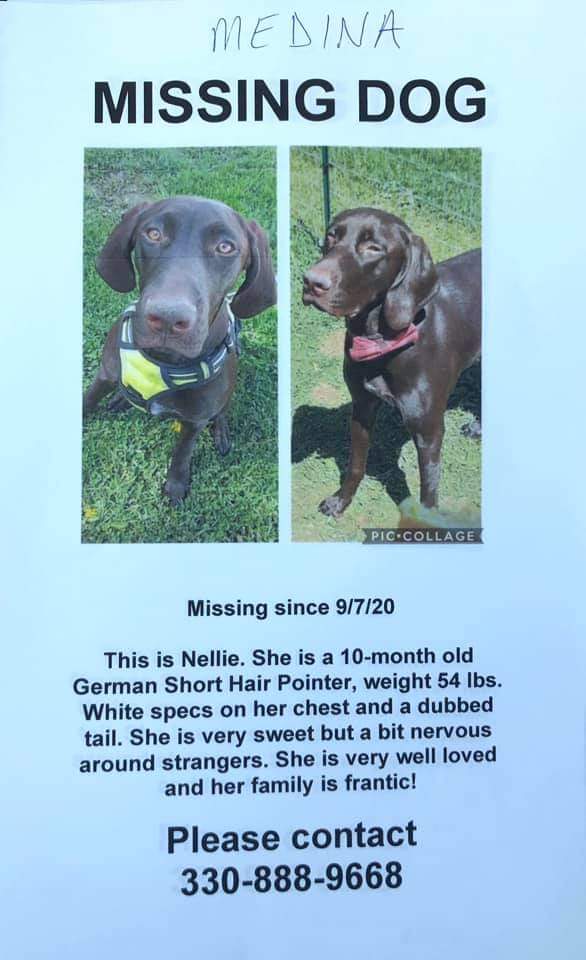 Image of Nellie, Lost Dog