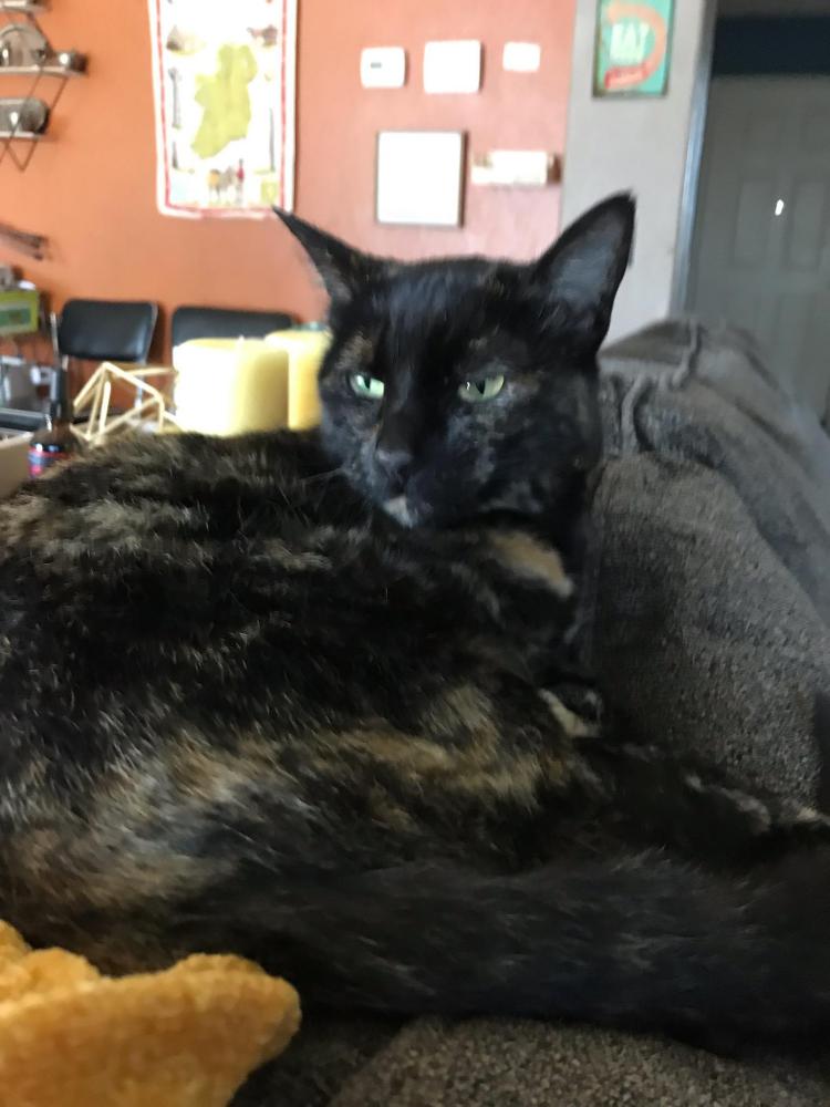 Image of Etta, Lost Cat