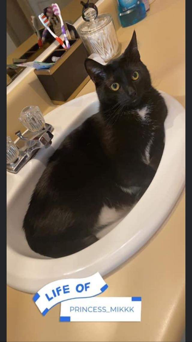 Image of Marco, Lost Cat