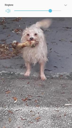 Image of Valvus aka old man, Lost Dog