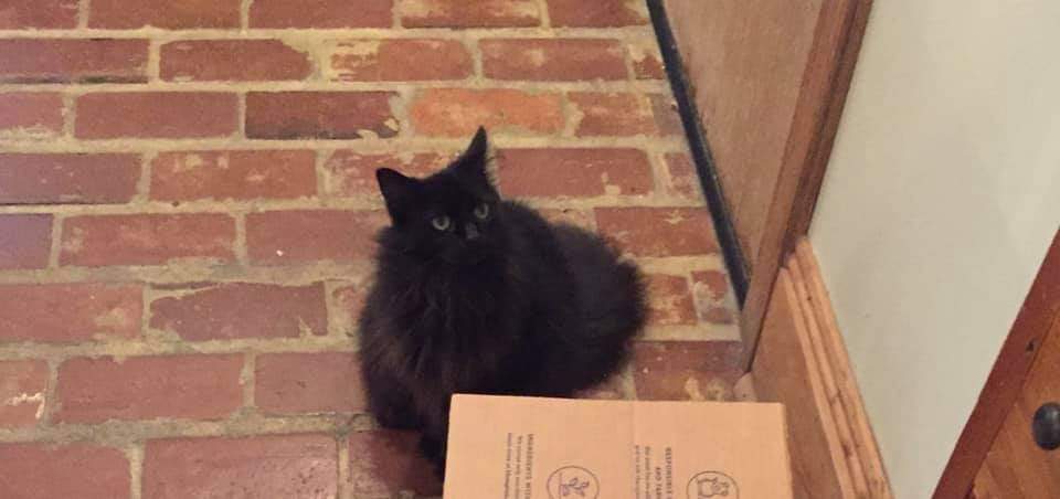 Image of Lala, Lost Cat