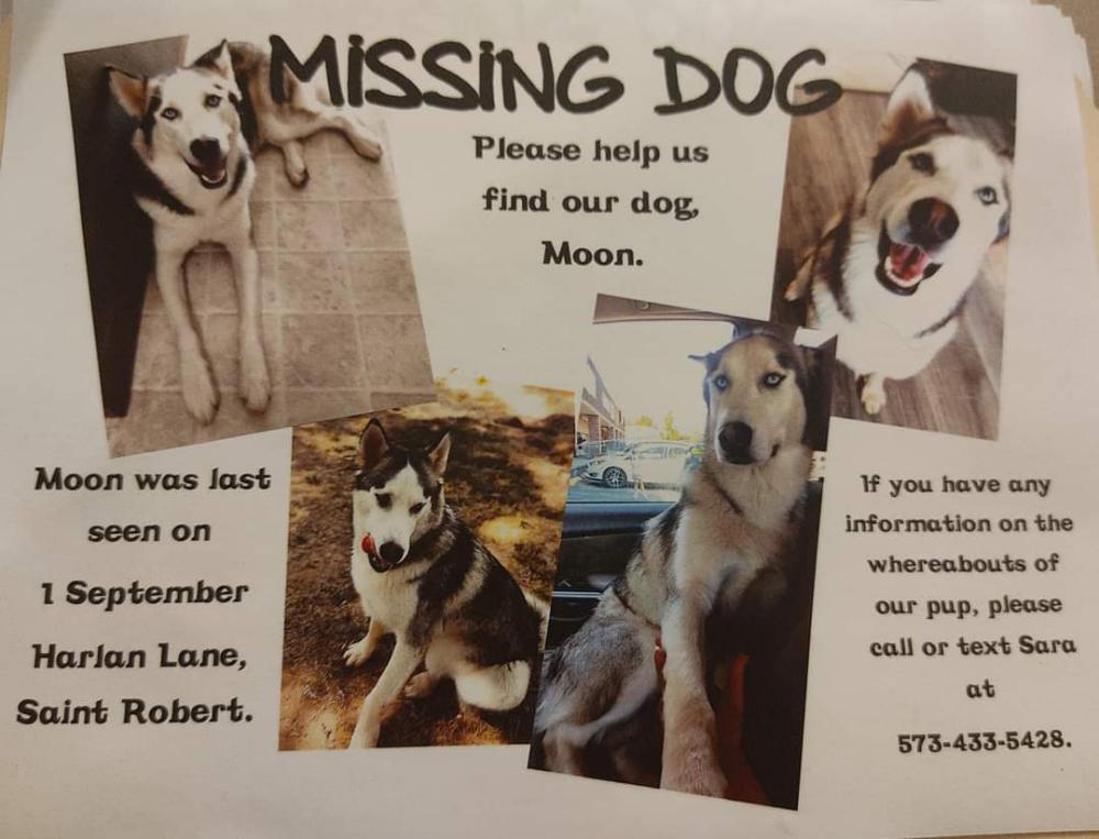 Image of Moon, Lost Dog