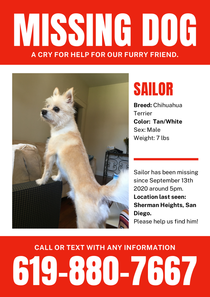 Image of Sailor, Lost Dog