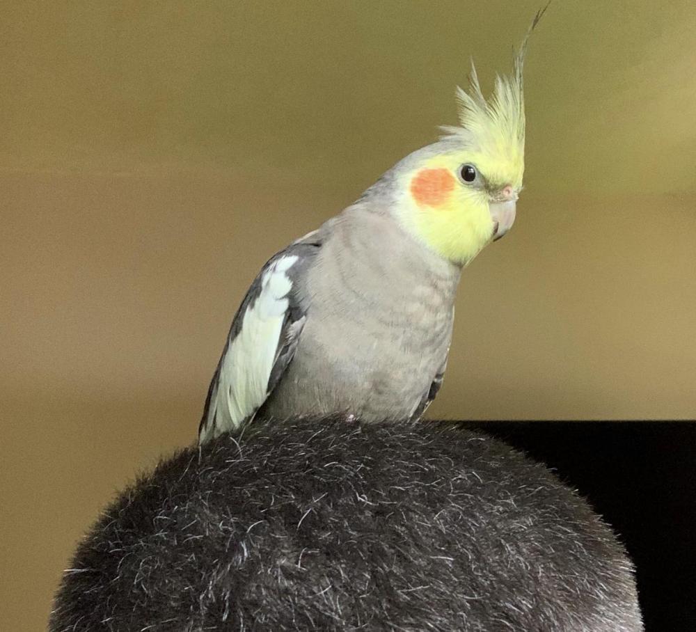 Image of Chico, Lost Bird