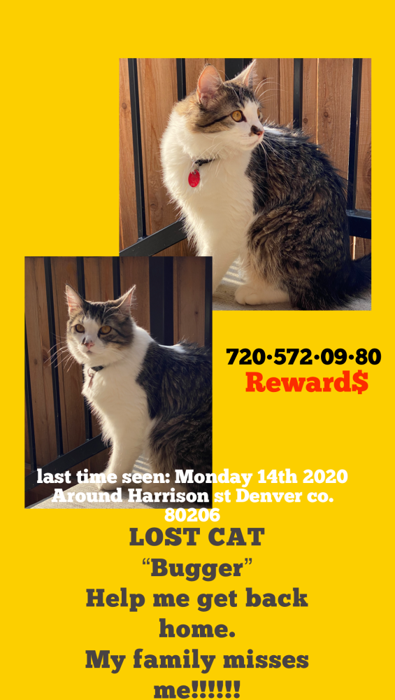 Image of Bugger, Lost Cat