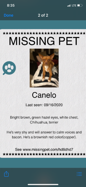 Image of Canelo, Lost Dog