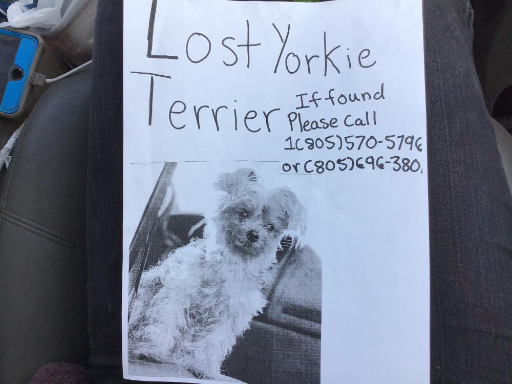 Image of Tiny, Lost Dog