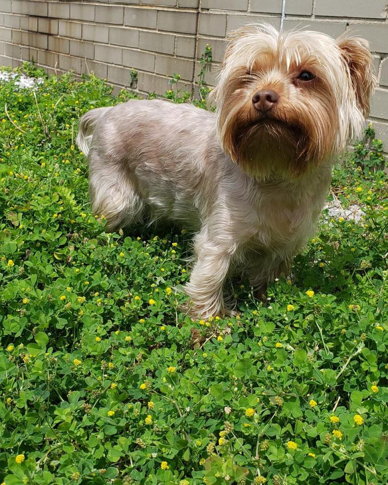 Lost Dog Yorkshire Terrier In Jersey City Nj Lost My Doggie