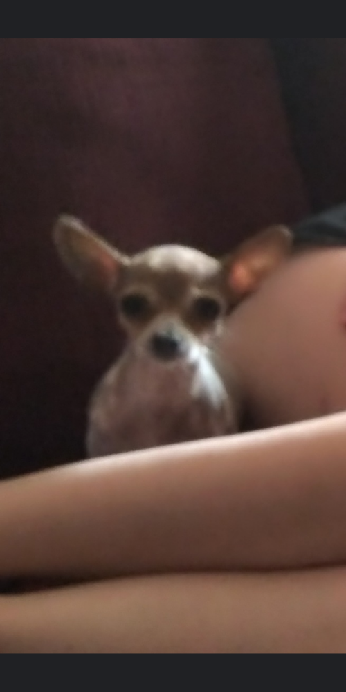Image of Mouse, Lost Dog