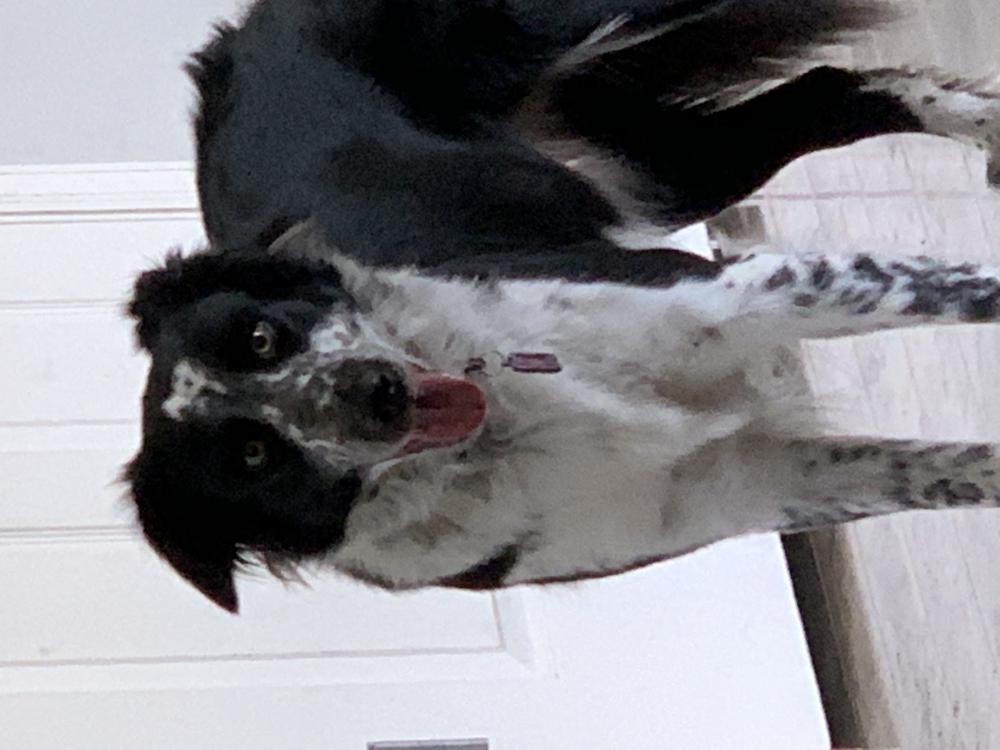 Lost Dog Border Collie in CLERMONT, FL - Lost My Doggie